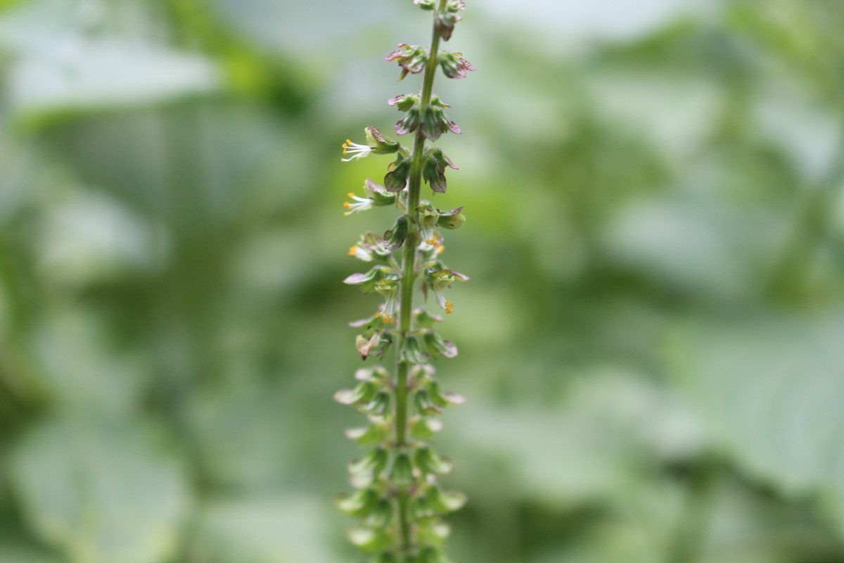 Ocimum gratissimum L.